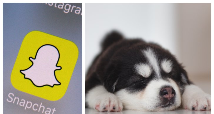 Hund, Snapchat
